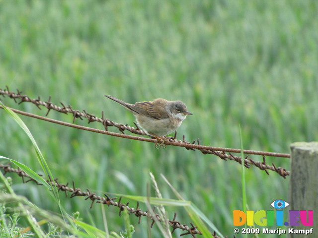 SX06646 Whitethroat on wire (Sylvia communis)